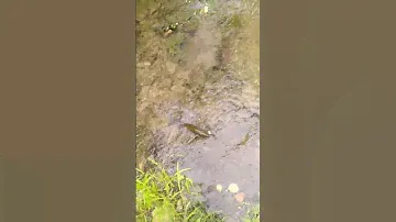 salmo frisky 7cm