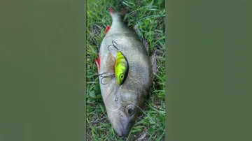 Salmo Hornet