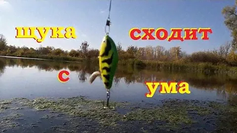 Salmo Slider косит щуку(осень 2020)